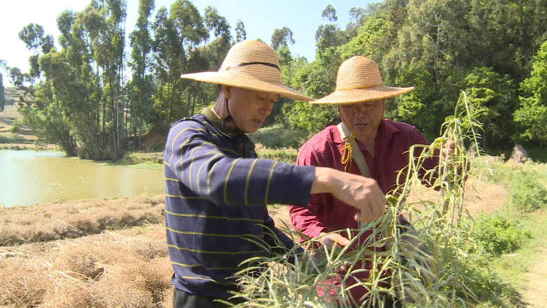 【劳模风采】40年坚守—农技专家程德荣_泸西县融媒体中心