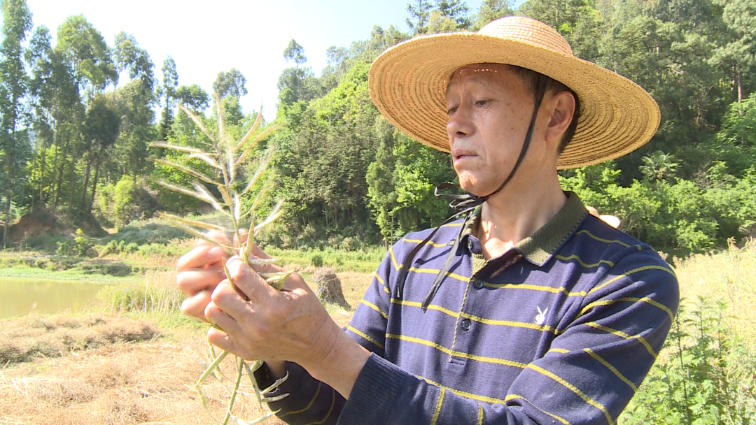 【劳模风采】40年坚守—农技专家程德荣_泸西县融媒体中心