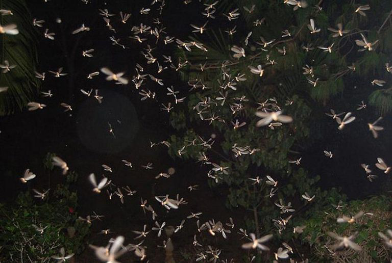 面对大虫子,怎么才能不滋儿哇乱叫? - 地道风物 - 瓦斯阅读