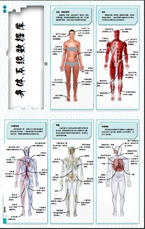 女性医学人体解剖图_人体医学图片素材_医学解剖人体图片大全