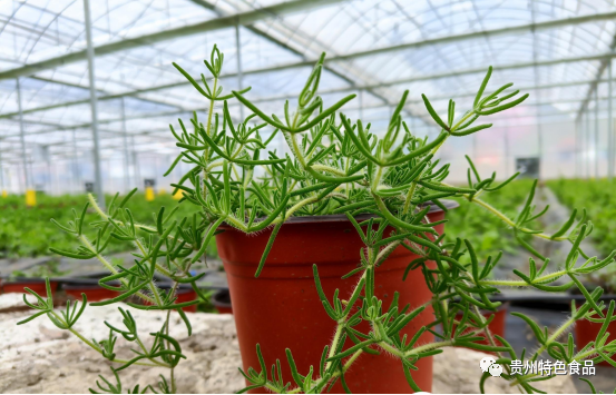 跟冰菜一样,冰山美人也长有泡状细胞,含有盐分,主要用于凉拌.