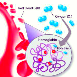为什么人需要氧气神奇的肺与氧气的重要性_https://www.jmylbn.com_新闻资讯_第5张