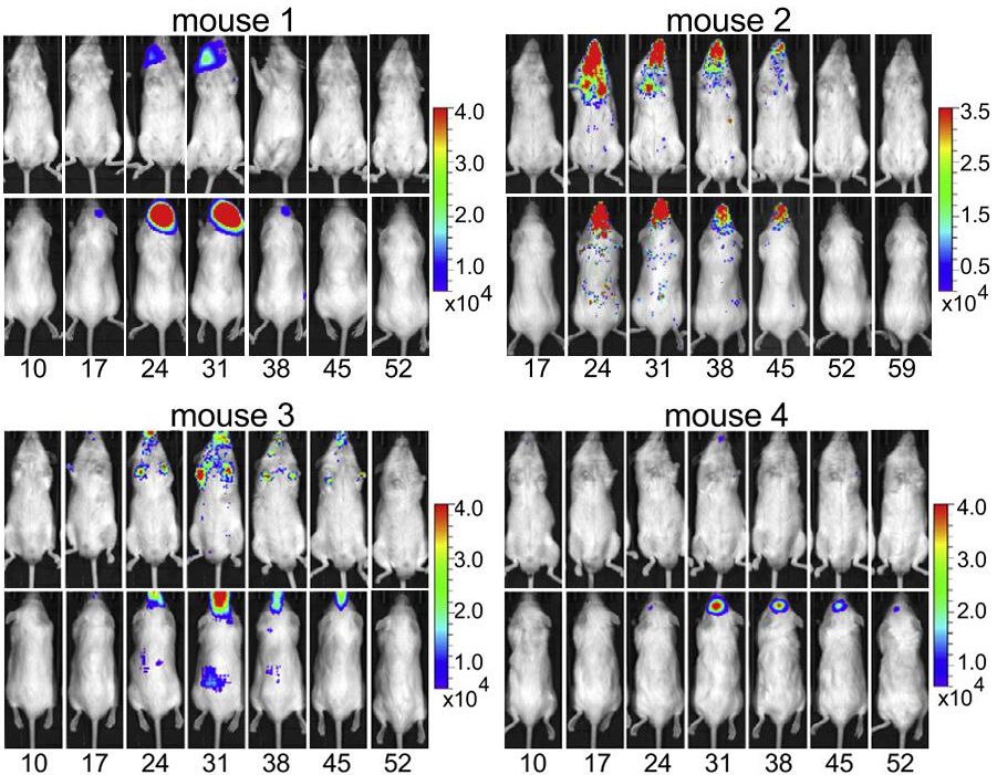 Cell子刊：超動力自然殺傷細胞CAR-iNKT，更有效的癌癥「現(xiàn)貨」免疫療法