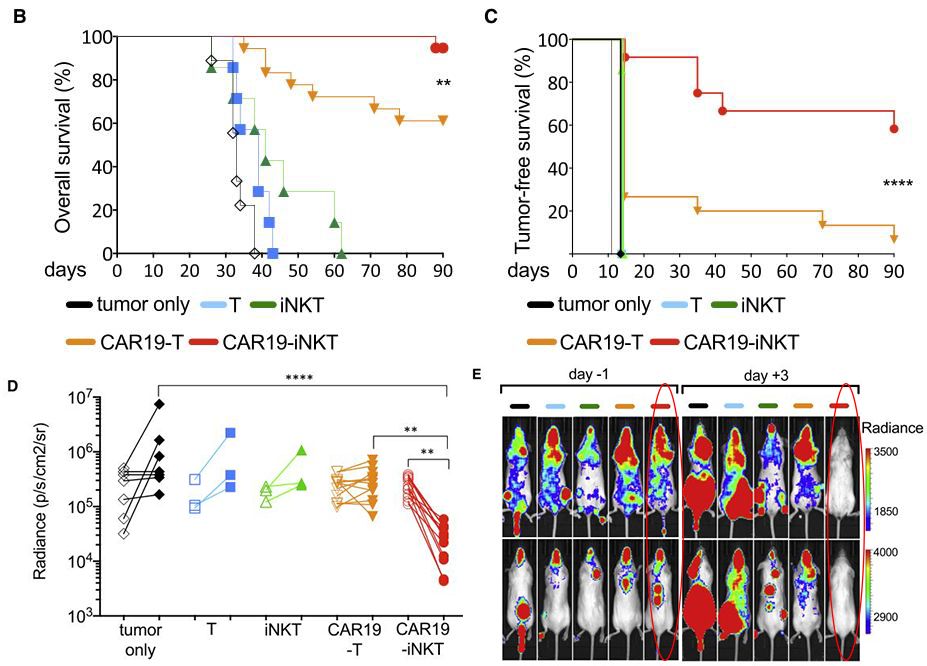 Cell子刊：超動力自然殺傷細胞CAR-iNKT，更有效的癌癥「現(xiàn)貨」免疫療法