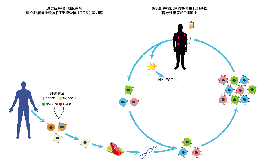 TAEST16001的制備方法和作用機制