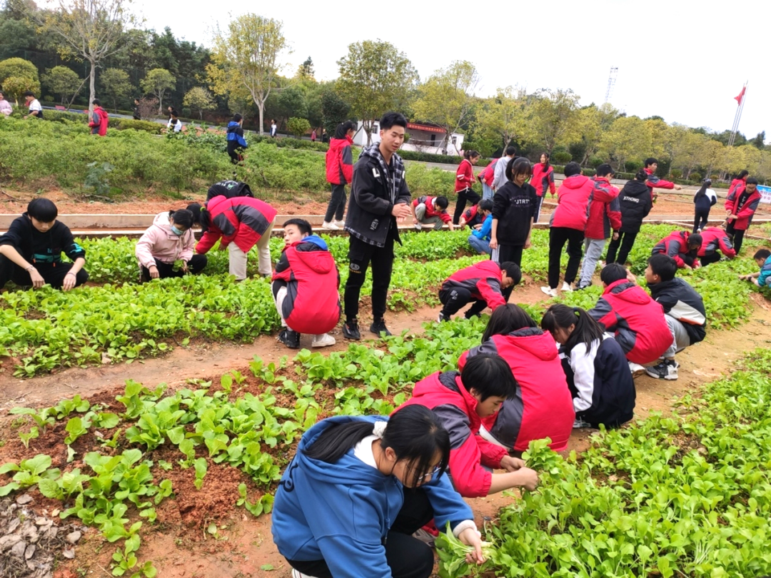 醴陵市板杉中学劳动教育助力双减构建育人新生态