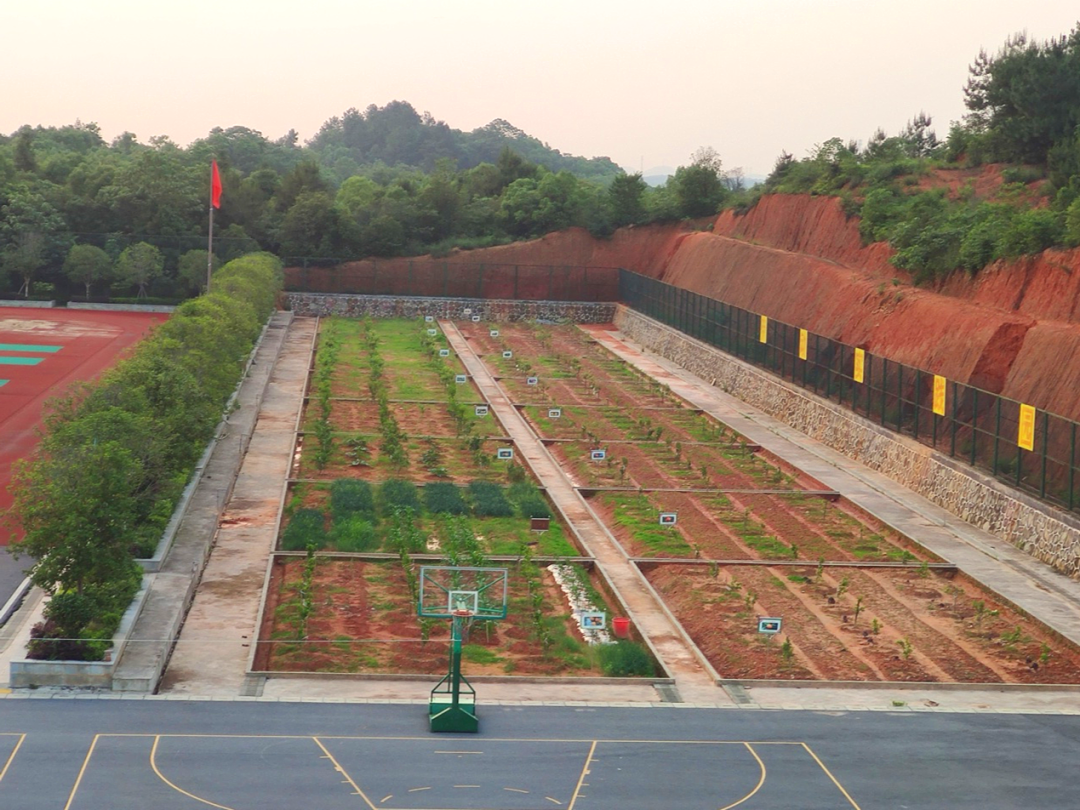 醴陵市板杉中学劳动教育助力双减构建育人新生态