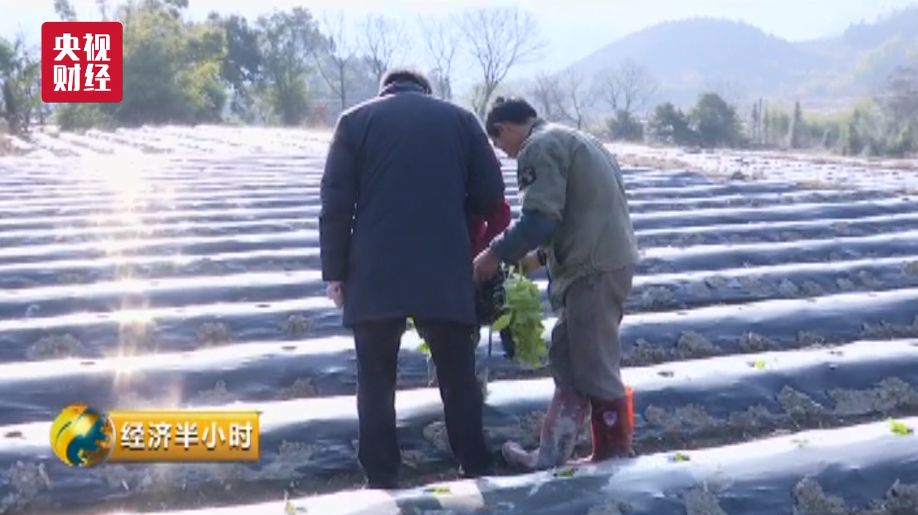 致富三农种植_三农致富经_致富三农视频