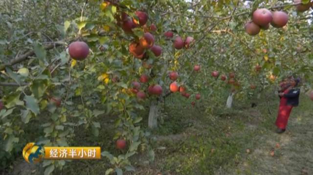 阿克苏糖心苹果集体亮相天猫果农轻松脱贫致富,双11卖出了170万斤