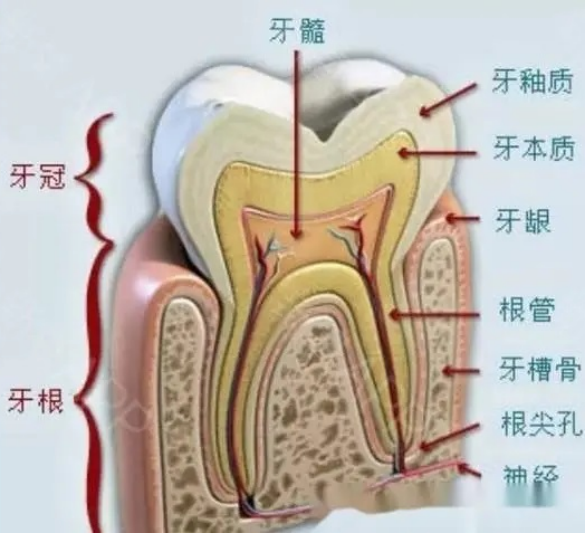 X光拍片为什么要等小朋友看牙为什么要拍片？_https://www.jmylbn.com_新闻资讯_第7张