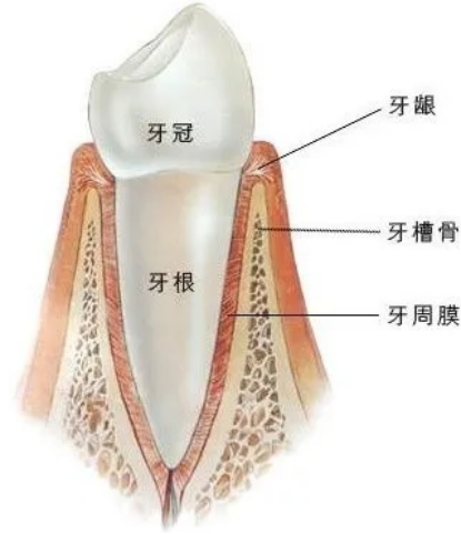X光拍片为什么要等小朋友看牙为什么要拍片？_https://www.jmylbn.com_新闻资讯_第6张