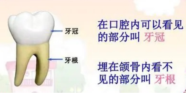 X光拍片为什么要等小朋友看牙为什么要拍片？_https://www.jmylbn.com_新闻资讯_第3张