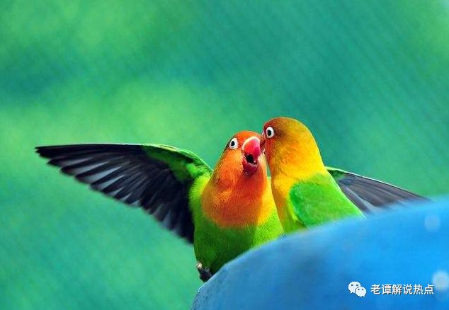 婚友社推薦  心理測試：選一對最合眼緣的愛情鳥，測TA是愛你的心還是愛你的身 未分類 第4張