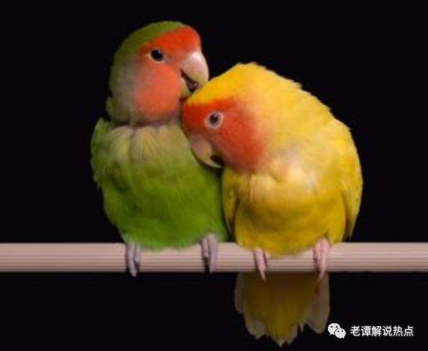 婚友社推薦  心理測試：選一對最合眼緣的愛情鳥，測TA是愛你的心還是愛你的身 未分類 第1張