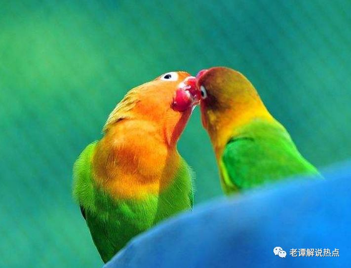 婚友社推薦  心理測試：選一對最合眼緣的愛情鳥，測TA是愛你的心還是愛你的身 未分類 第2張