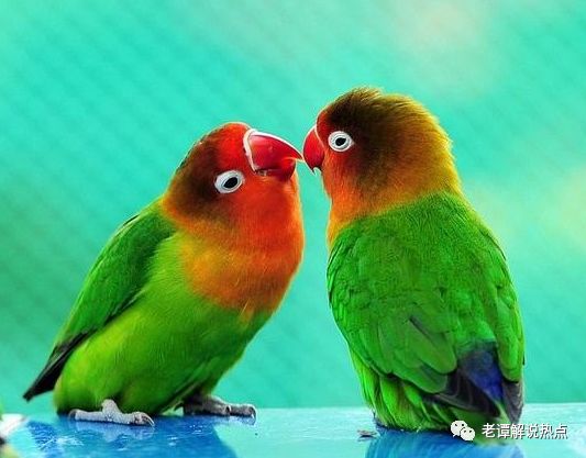 婚友社推薦  心理測試：選一對最合眼緣的愛情鳥，測TA是愛你的心還是愛你的身 未分類 第3張