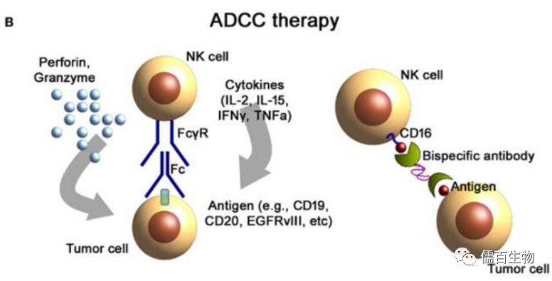 一文解读nk细胞 上海儒百生物科技有限公司
