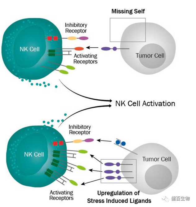 一文解读nk细胞 上海儒百生物科技有限公司