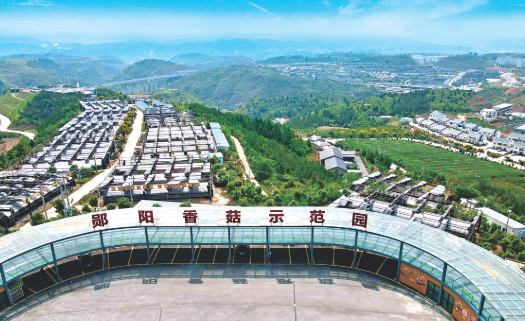 顺利"转型升级"的背后,彰显的是郧阳区香菇产业具有区域特色鲜明,创新