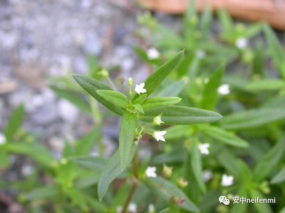 抗癌良药 白花蛇舌草 安中neifenmi 微信公众号文章阅读 Wemp