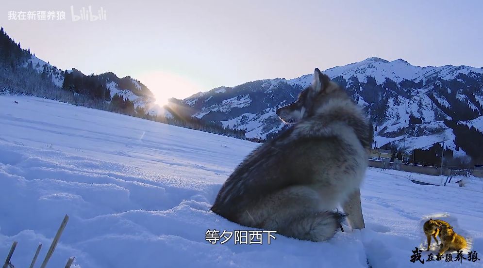 養狼20年，她把狼養成了二哈，網友：擼狼？也太酷了吧 寵物 第34張