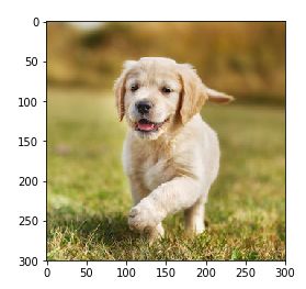 用 Pytorch 理解卷积网络的图8