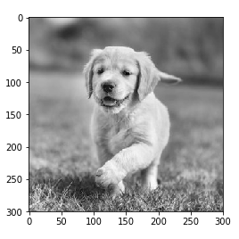 用 Pytorch 理解卷积网络的图17