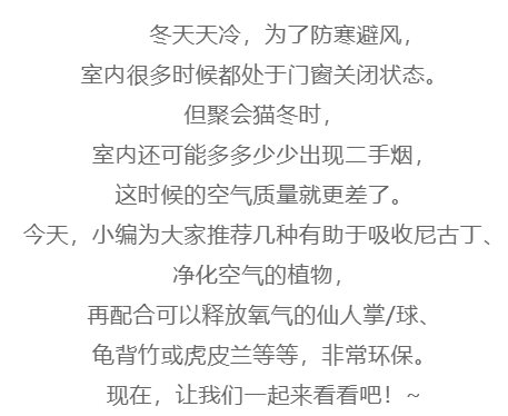拒绝二手烟！养这三种环保植物，吸收尼古丁…