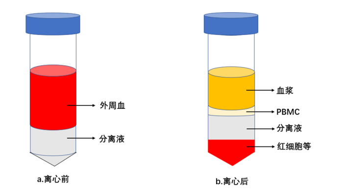 科源欣生新品食蟹猴 PBMC 正式发布