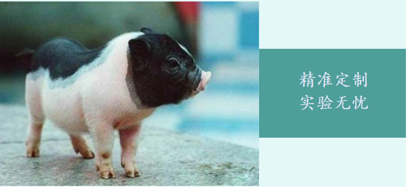 精准定制・实验无忧｜科源欣生实验用猪皮全新上市
