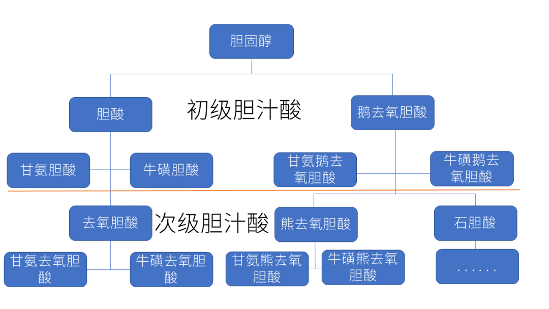 可以分为由胆固醇为原料直接合成的初级胆汁酸和代谢产生的次级胆汁酸