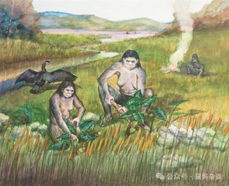 母系氏族社会女性采集根茎