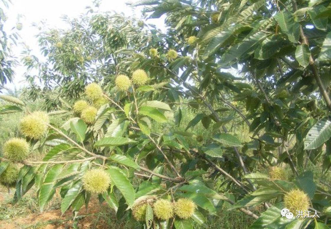 【父亲节】那满树擎天的幸福