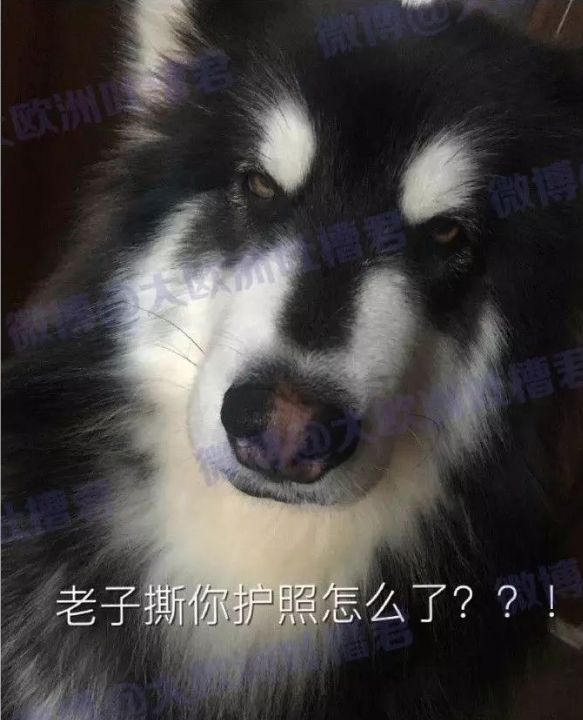 快查护照！出了这些问题，让你回不了国！还影响你出入境（组图） - 60
