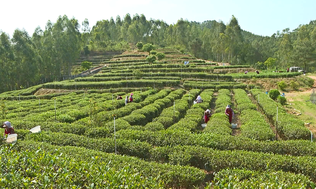 采茶喽~泉港春茶抢“鲜”采摘！
