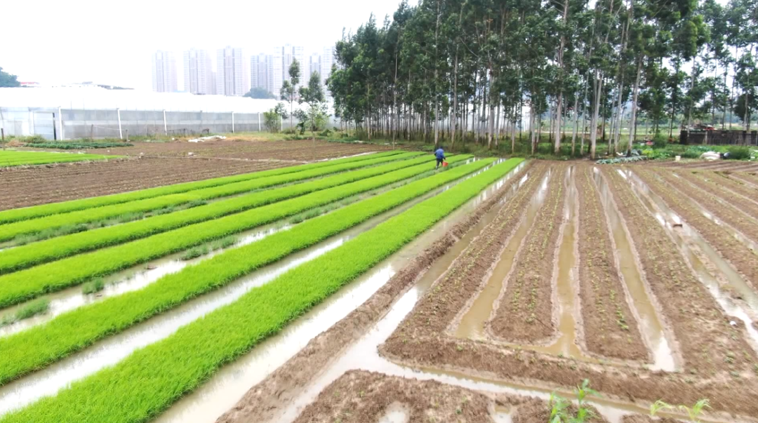 插秧季！泉港农技专家来支招→