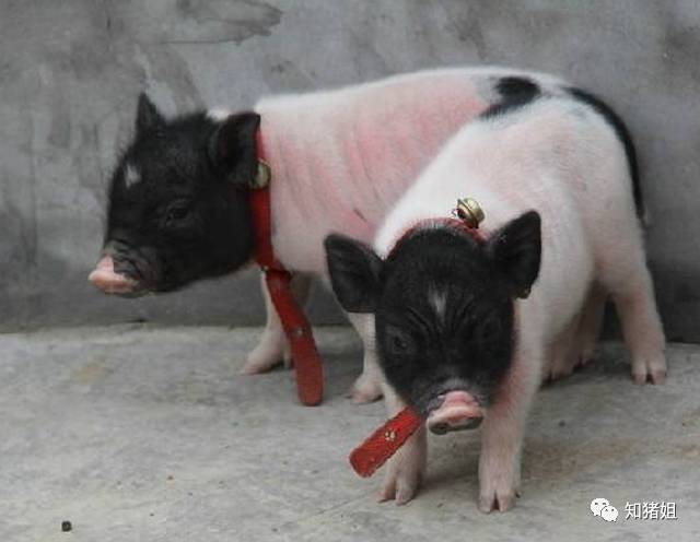 香香猪是猪界的熊猫猪,也是猪界中的瘦子猪.
