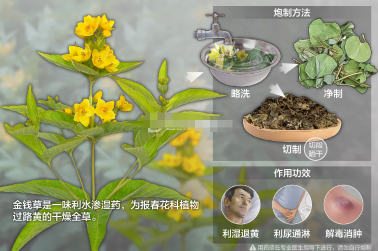 中药-金钱草的功效与作用