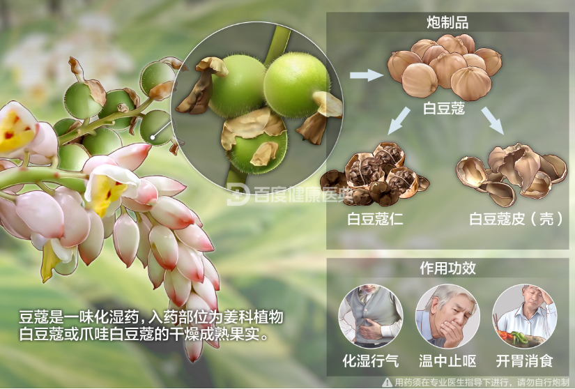 中药-豆蔻的功效与作用