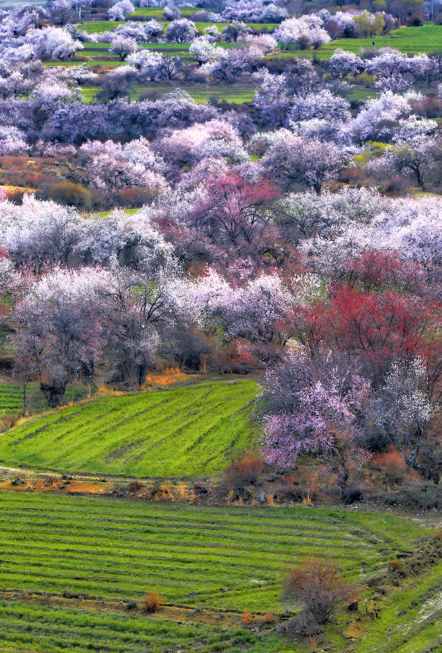 挖到一处桃源秘境，多次登榜《国家地理》春日必去！