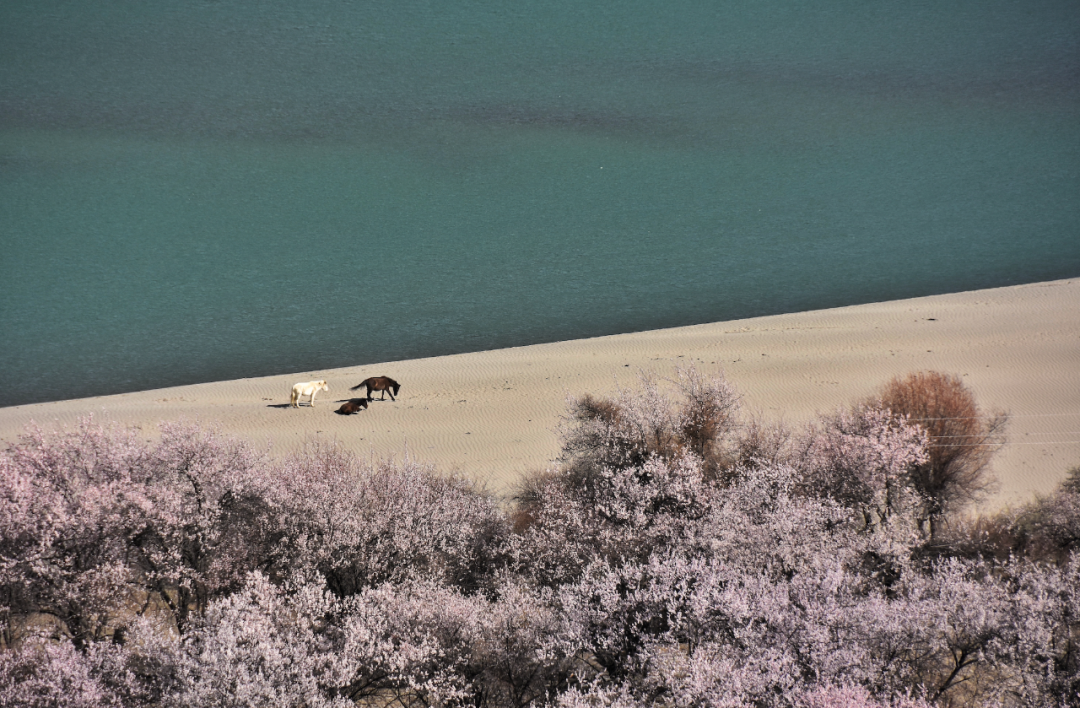 挖到一处桃源秘境，多次登榜《国家地理》春日必去！