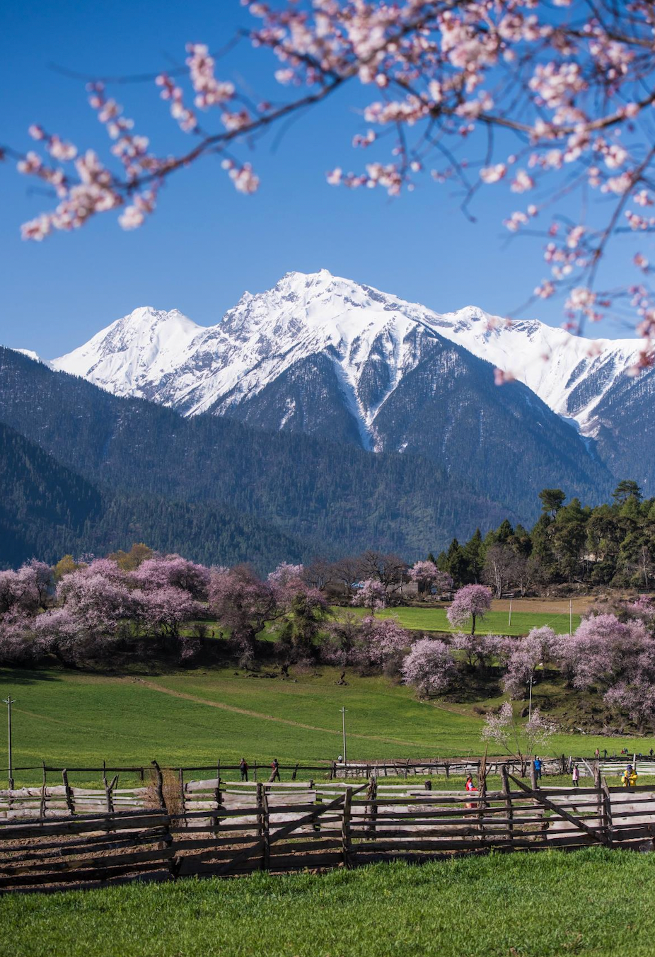 挖到一处桃源秘境，多次登榜《国家地理》春日必去！