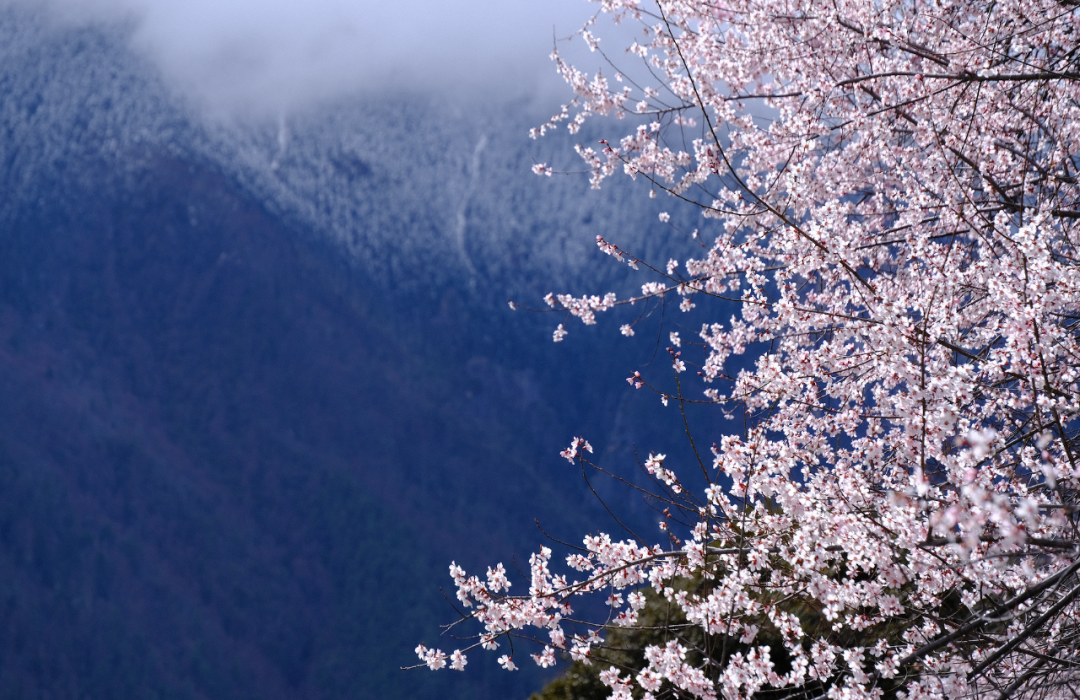 挖到一处桃源秘境，多次登榜《国家地理》春日必去！