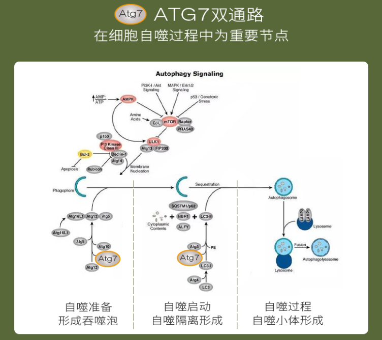 痘印心得经验_痘印的烦恼_痘印日常