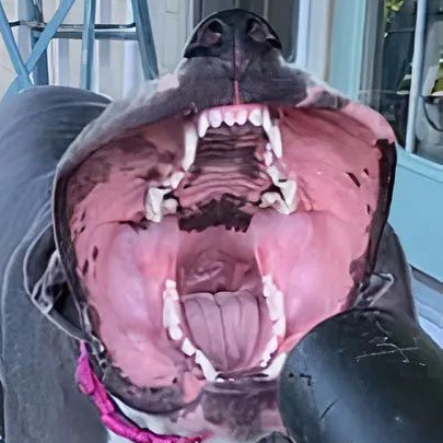 一组意外拍到的恐怖宠物照，网友：感觉活不过今晚！