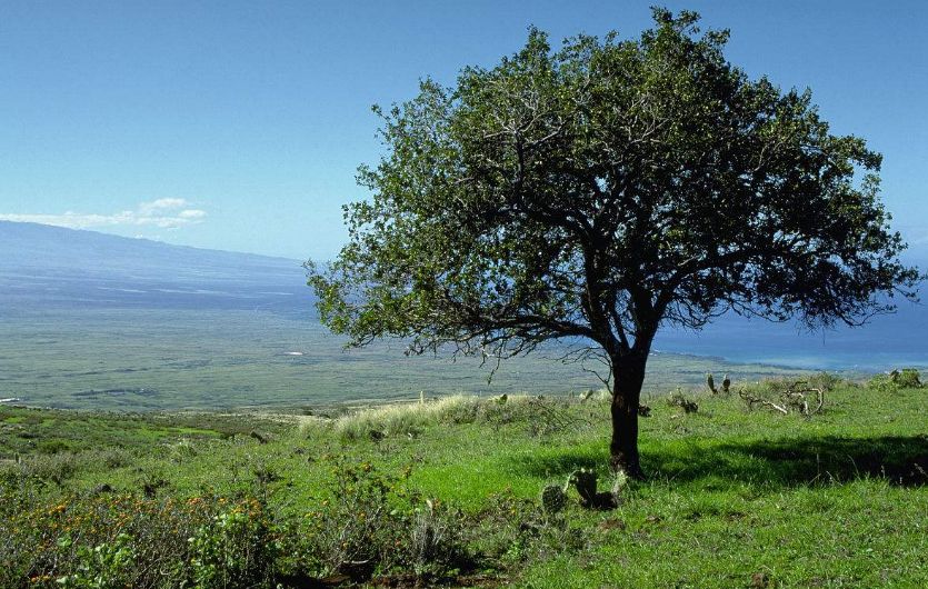 檀香木为什么如此之贵?