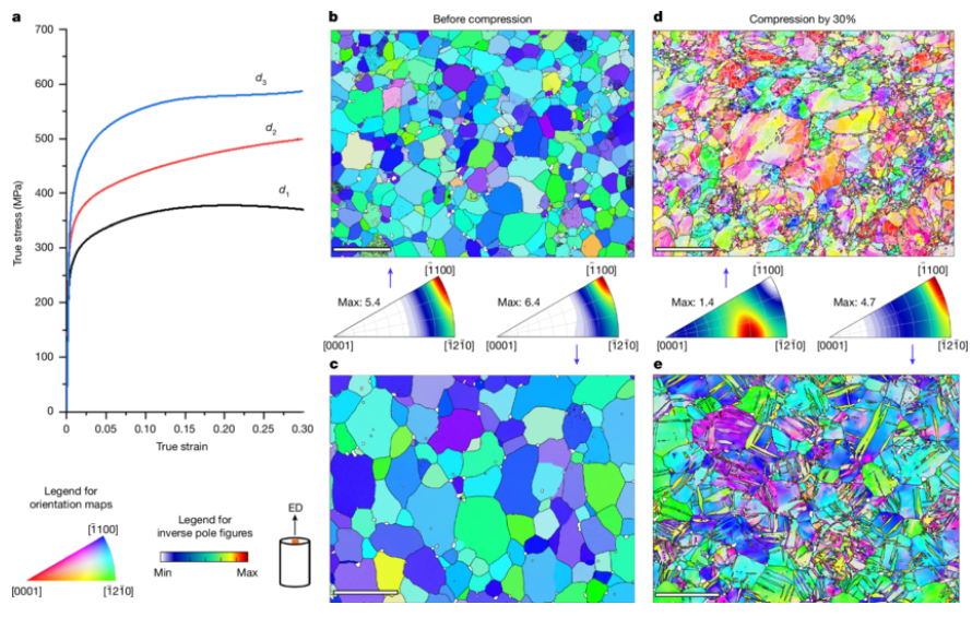 生物钉是什么材料骨折后不用再开刀取钢钉了？Nature｜基于锌的生物可降解植入物有望为机体骨骼修复提供更安全且可溶解的选择_https://www.jmylbn.com_新闻资讯_第2张