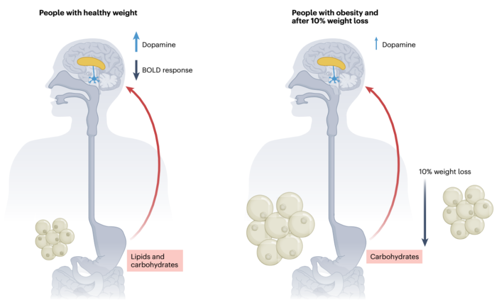FitQ水母健康-生酮饮食