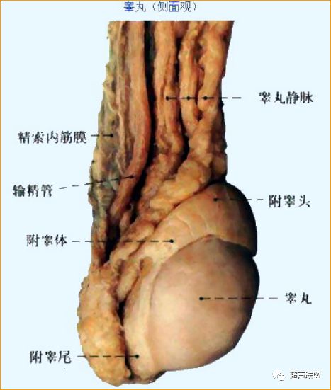 鞘膜积液 中国超声医学 微信公众号文章阅读 Wemp