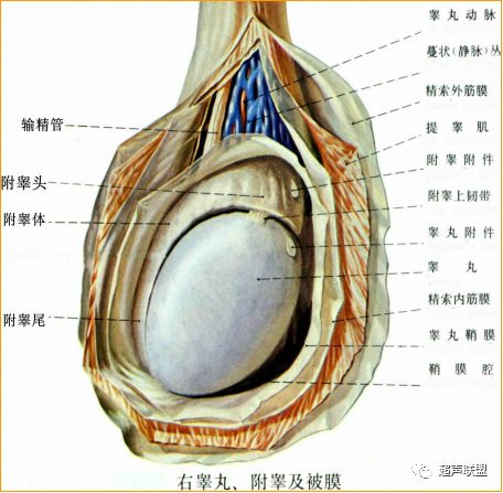 鞘膜积液 中国超声医学 微信公众号文章阅读 Wemp